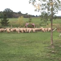 Group of sheep grazing